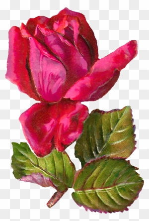 Pink Rose Clipart Dozen Rose - Antiqueimages Blogspot Com Rose