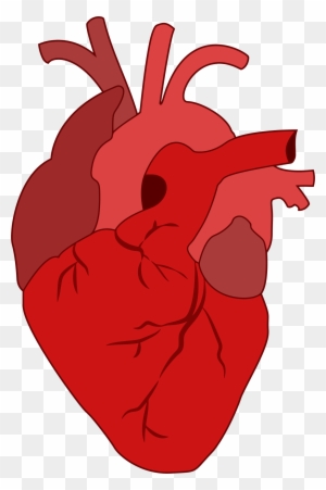 Cartoon Heart - Realistic Heart Clipart