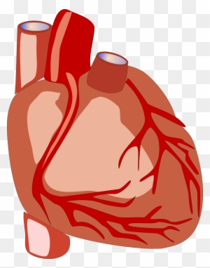 Congestive Cardiac Failure - Heart Human Clipart Gif