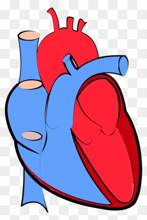 Human Heart Blood Flow Oxygenated And Deoxygenated - Human Heart Blue And Red