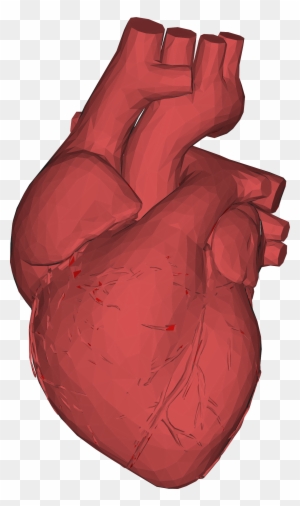 Big Image - Human Heart 3d Png