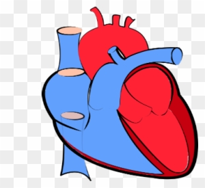 Advanced Heart Care Services - Human Heart Blue And Red