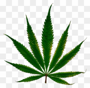Marijuana Leaf White Background