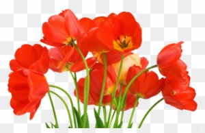 Red Tulipsred - Beautiful Flower Hd Photo Download