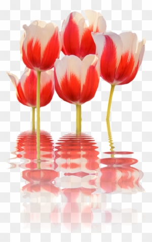 Spring, Tulips, Mirroring, Flower, Blossom, Bloom - Spring Flowers Png