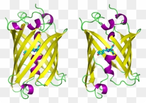 Ap Bio Pglo Transformation Formal Lab Report - 4 -( P Hydroxybenzylidene Imidazolidin 5 One