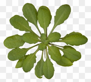 Arabidopsis Thaliana Rosette Transparent Background - Plants Top View Transparent Background