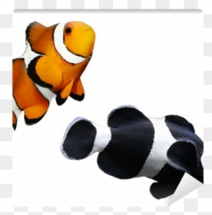 Tropical Reef Fish - Ocellaris Clownfish