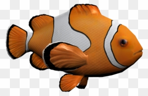 Clownfish - Computer Graphics