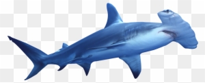 Hammerhead Shark Clip Art Sea Animals Clip Art - Hammerhead Shark Illustration