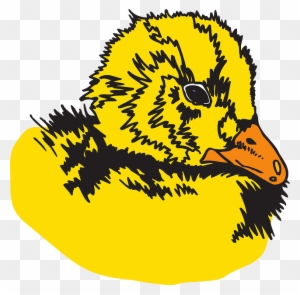 Fuzz Baby, Head, Bird, Animal, Feathers, Duckling, - Bird