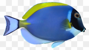 粉蓝倒吊powder blue tang palyaco baligi fiyati sahibinden free transparent png clipart images download