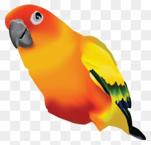 Jp Arts - Sun Conure Transparent Background Jp Arts - Sun Conure Transparent Background