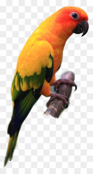 Sun Conure - Sun Conure Png Sun Conure - Sun Conure Png