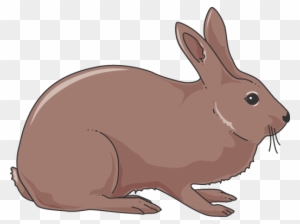 Domestic Rabbit - Free Transparent PNG Clipart Images Download