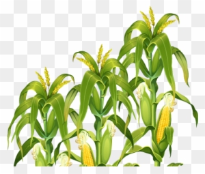 Dazzling Ideas Corn Field Clipart Png Mart - Corn Stalks