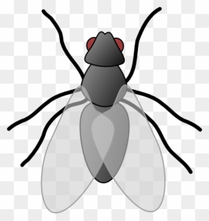 Fly Clip Art - Insect Clipart - Free Transparent PNG Clipart Images Download