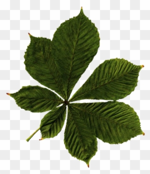 Chestnut Leaf Png Image - Leaves Without A Background