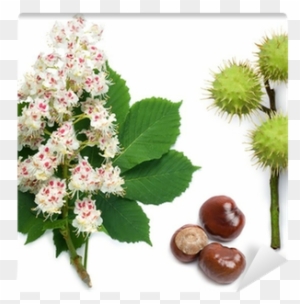Horse-chestnut Flowers, Leaf And Seeds Wall Mural • - Horse Chestnut Tree Flower