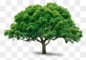 Tree Png Images Pictures - Png Trees Free Download