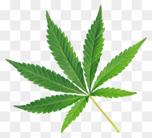 Cannabis And Rain Forest Cbd - Marijuana Leaf White Background