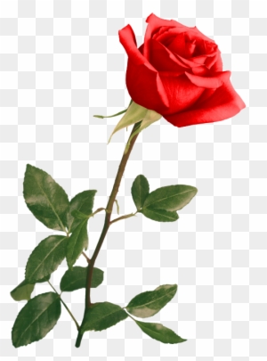 Red Rose By Violettalestrange - Wedding Backgrounds For Photoshop