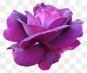 Pre Cut Deep Pink Rose By Jeanmaryanne - Png Purple Rose Flowers Watercolor