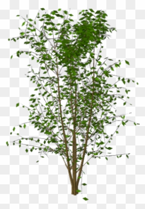 Plante Grimpante Detouree Free Transparent Png Clipart Images Download