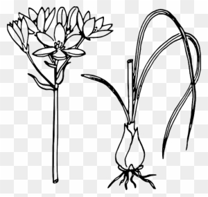 Biology, Plant, Flower, Leaves, Botany - Sketch Of Onion Plant