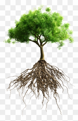 Root Tree Stock Photography Stock - Big Tree With Roots
