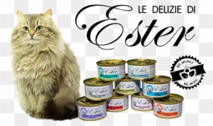 Ciao E Te E Bentornato/a Nel Nostro Blog/sito - Domestic Long-haired Cat