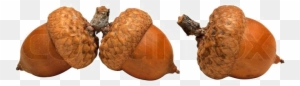 Acorn Png High-quality Image - Saving The Planet Without Costing The Earth