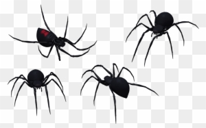 Black Widow Spider Set 09 By Free Stock By Wayne On - Black Widow Spider Art