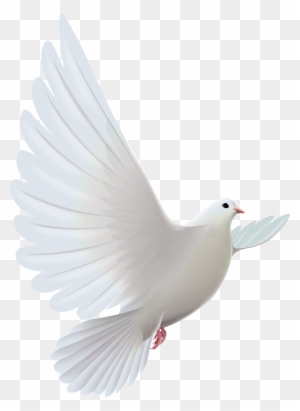 White Dove Transparent Png Clipartu200b Gallery Yopriceville - White Pigeon Flying Png