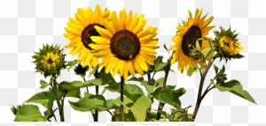 Download Free Photo Report - Sunflowers Transparent