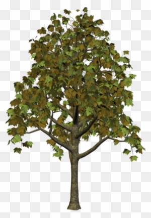 Tree Clipart - High Quality Tree Png