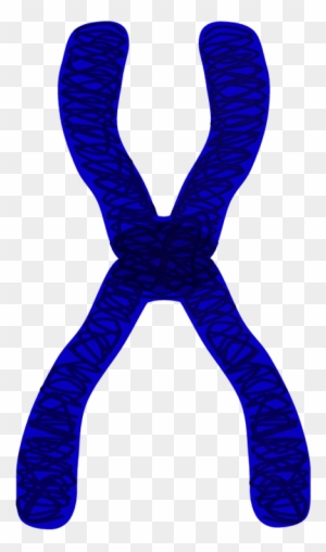 Chromosomes Clipart Transparent PNG Clipart Images Free Download 
