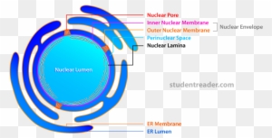 Simple Animal Cell Diagram - Nucleus In Simple Diagram