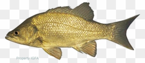 Bass, Australian - Australian Fresh Water Fish