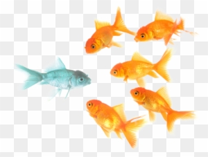 Unique-fish - Stand Out From The Crowd - Free Transparent PNG Clipart  Images Download