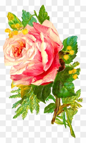 The Second Digital Flower Image Is Of A Bunch Of Pink - Antique Rose Flower