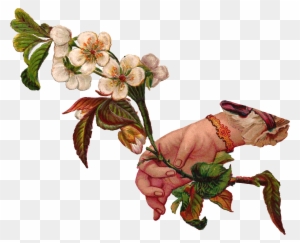 This Is A Lovely Digital Download Of Dogwood Flowers - Victorian Flower Illustration Png