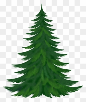 Christmas Tubes / Fir Branches - Pine Tree Clipart Png