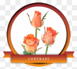 Contrast Is An Elegant Blend Of Orange Colored Bottom - Garden Roses