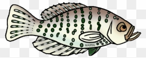 White Perch Clipart - Ray-finned Fish