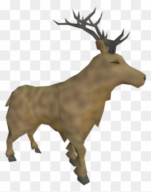 Stag - Elk