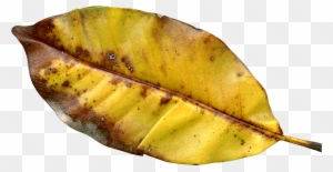 Autumn Leaf Png Transparent Image - Autumn Leaf Color