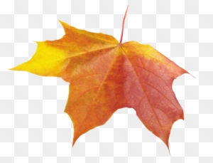 Autumn Leaf - Transparent Autumn Leaf
