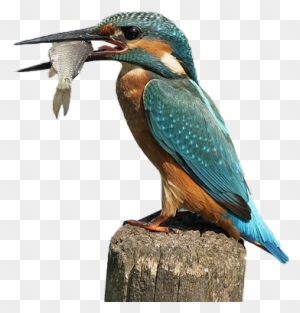 Kingfisher Png By Lg-design - D Oiseau Qui Mange Des Poisson