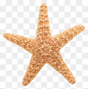 Starfish Cliparts Vector - Star Fish White Background